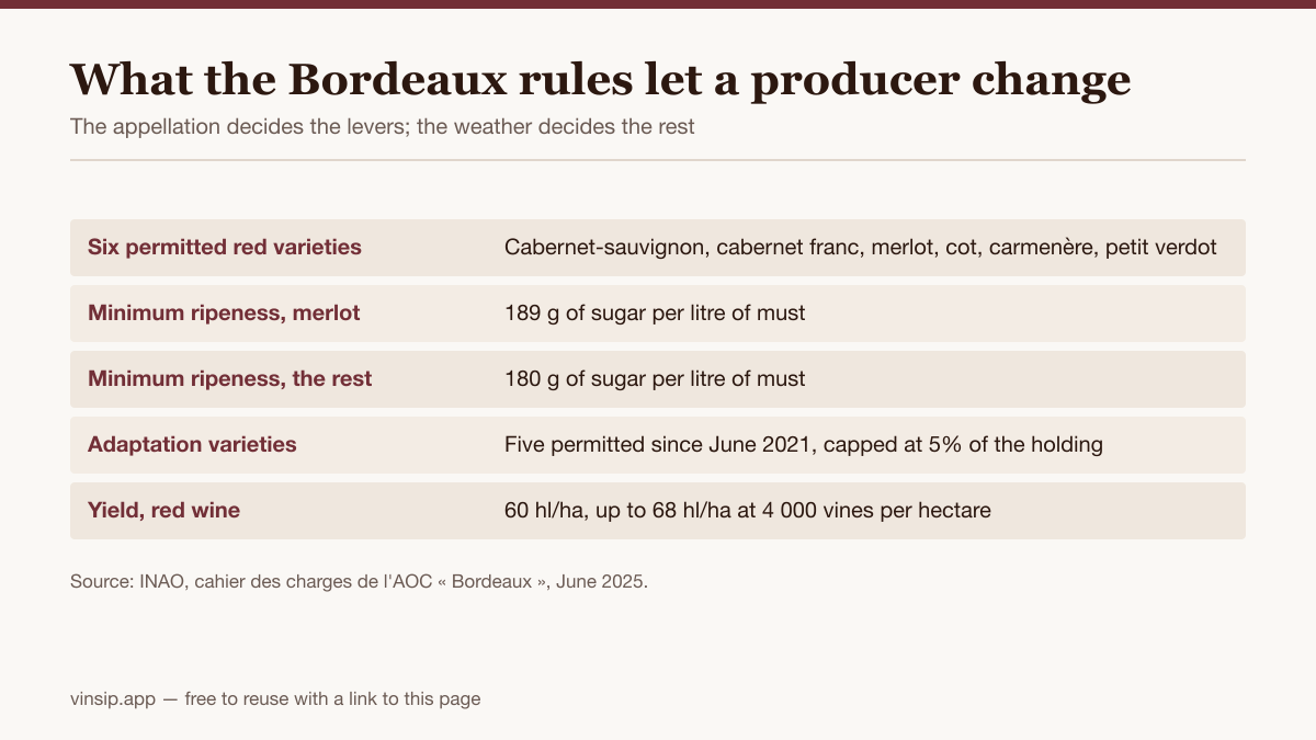Table of the AOC Bordeaux rules for red wine: six permitted varieties, minimum sugar richness of 189 g/l for merlot and 180 g/l for the others, five adaptation varieties capped at 5%, and a yield of 60 hl/ha.