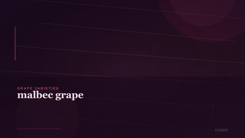 Malbec Grape: History, Regions, Styles and Food Pairing