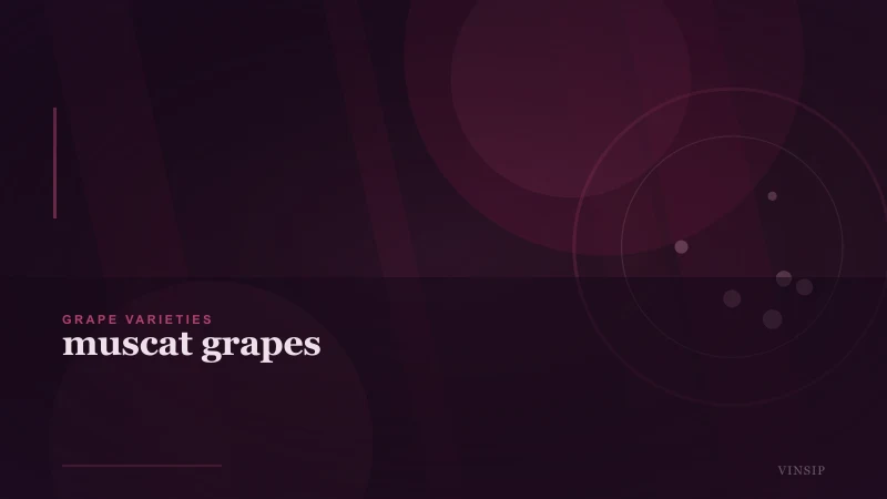Muscat Grapes: Varieties, Wines, Regions and Pairing Guide