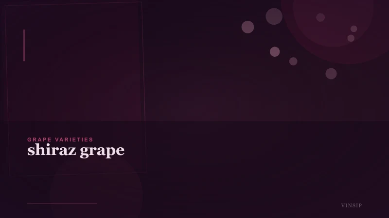 Shiraz Grape: Origins, Styles, and How to Choose